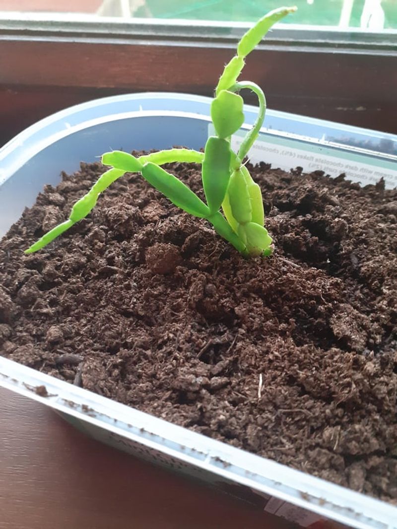 Check Soil Moisture Before Watering To Keep Roots Healthy