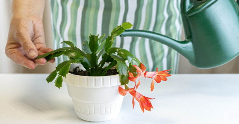 What Texas Gardeners Should Do In Early Spring For A Fuller Blooming Christmas Cactus