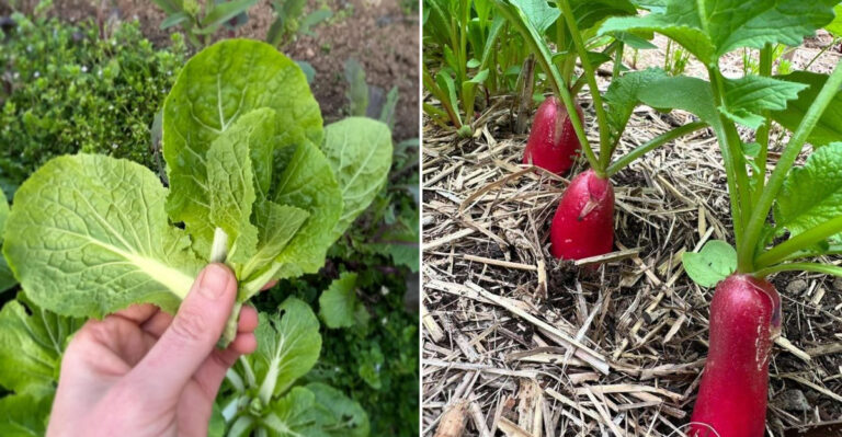 asian green and radishes