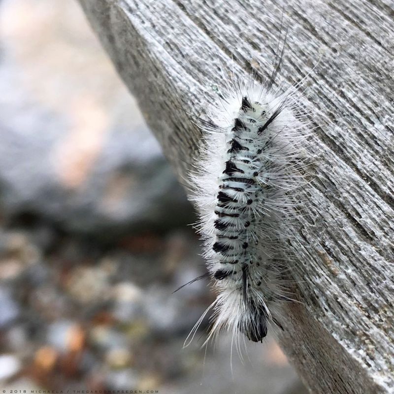 Why This Caterpillar Still Belongs In Nature