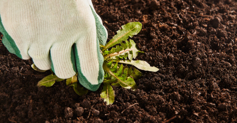 What To Do In Your California Garden In March For A Strong Spring Start