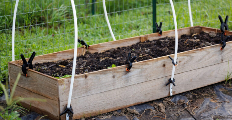 raised bed