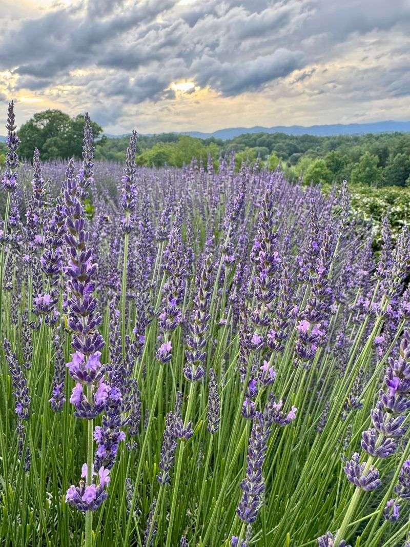 How To Improve Drainage To Prevent Overwatering?.