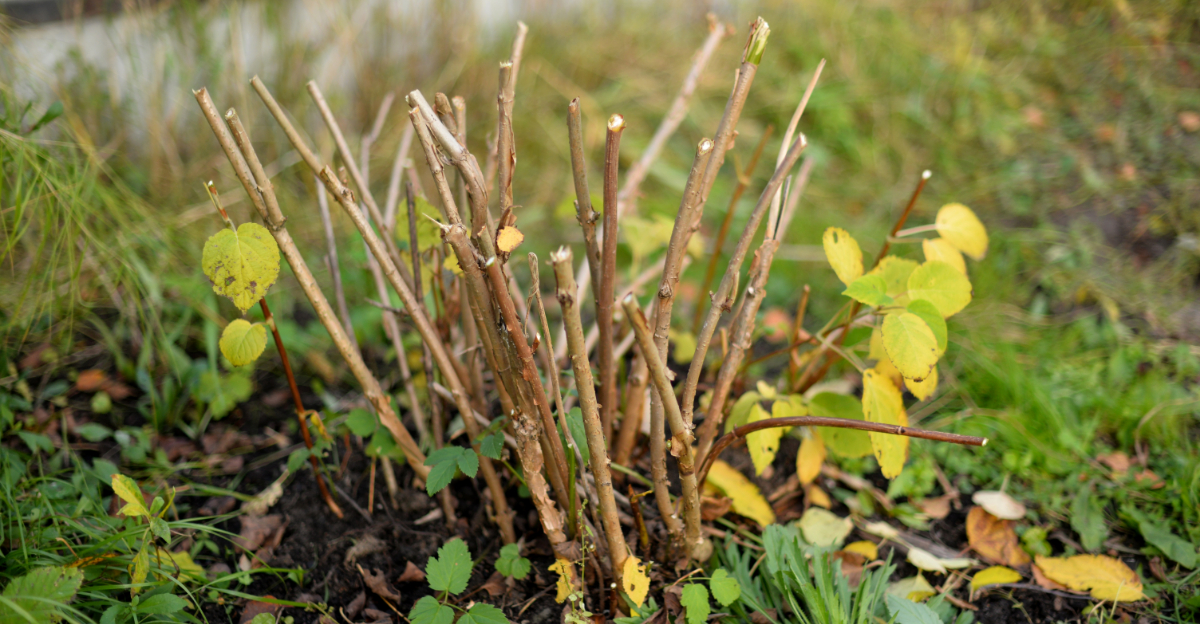What To Do With Dormant Plants In Early Spring In North Carolina