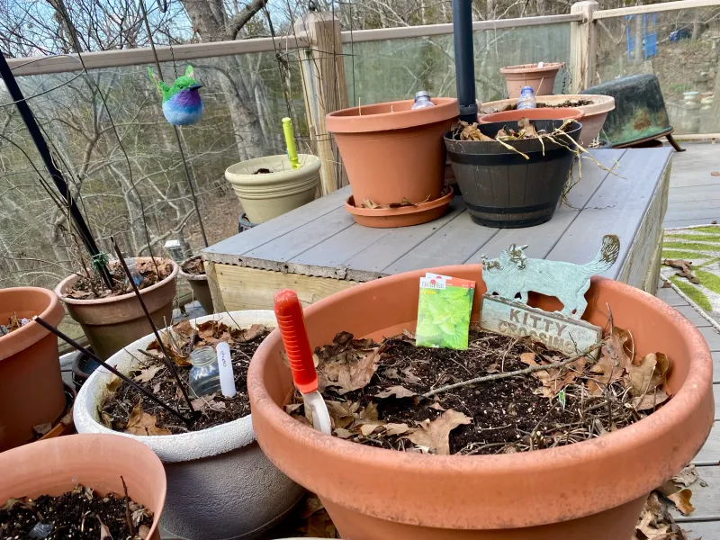 Assess Dormant Plant Health In Early Spring