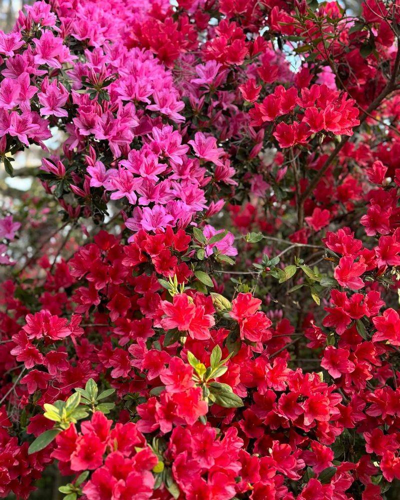 Azaleas