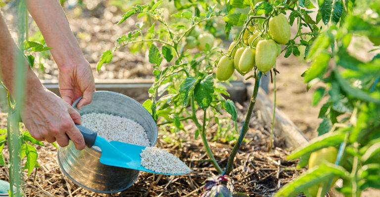 fertilizing tomatoes