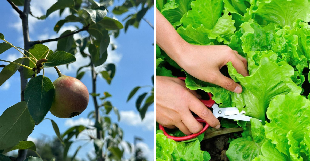 fruit tree and lettuce