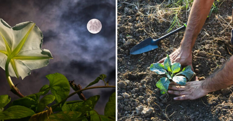 What To Plant By The Moon In Florida’s Year-Round Growing Season