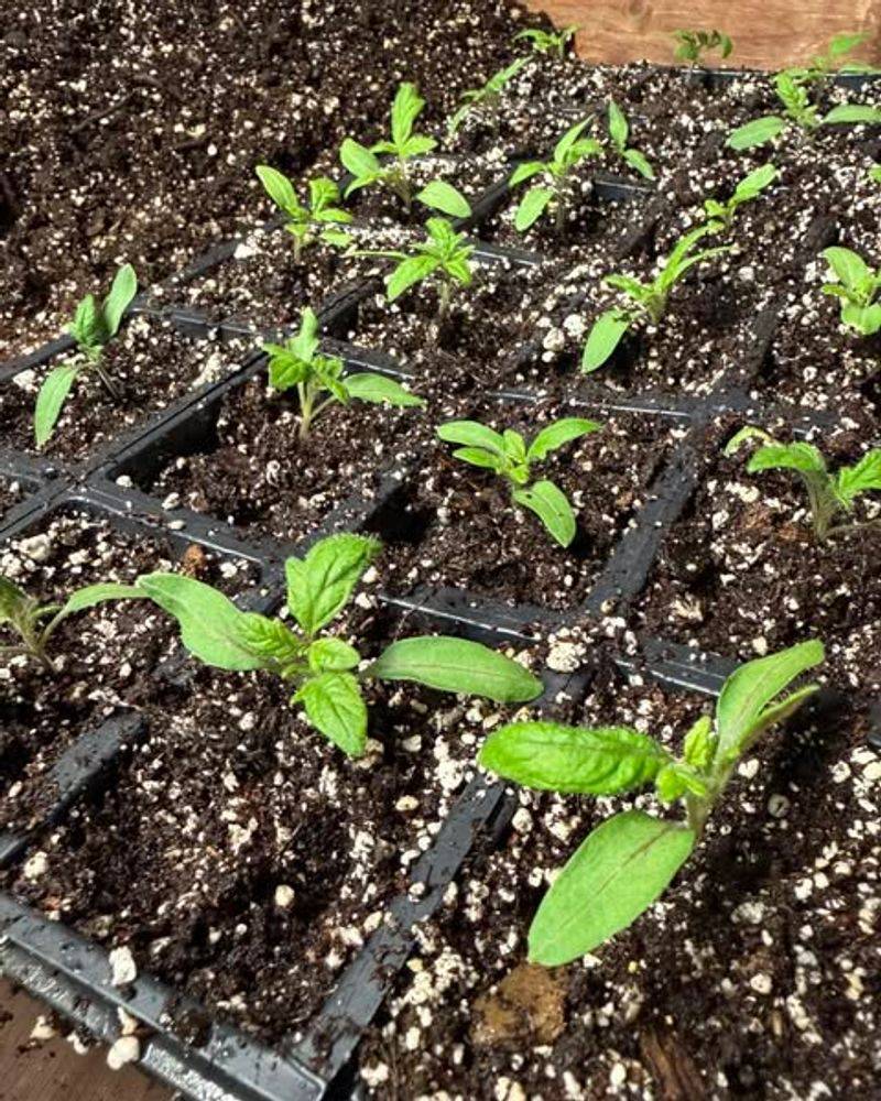 Tomatoes (Transplants)