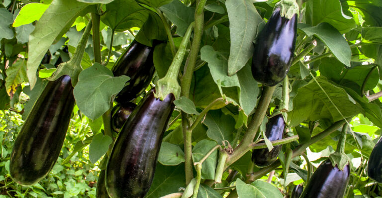 eggplants