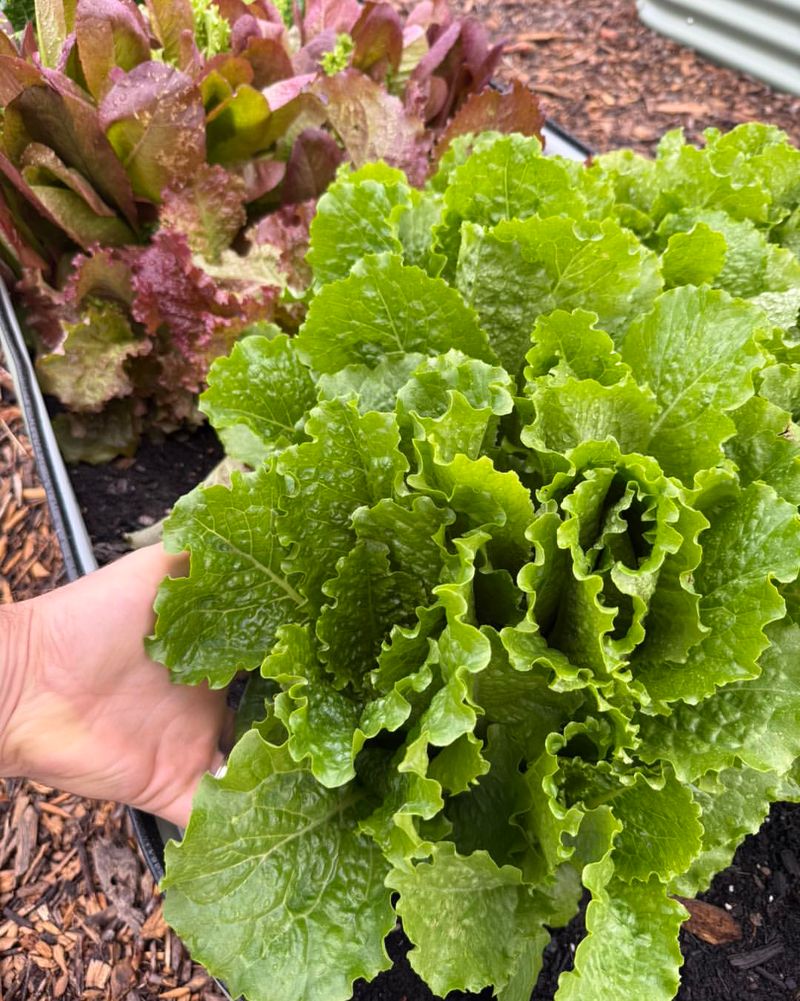 Lettuce And Its Crisp Leaves