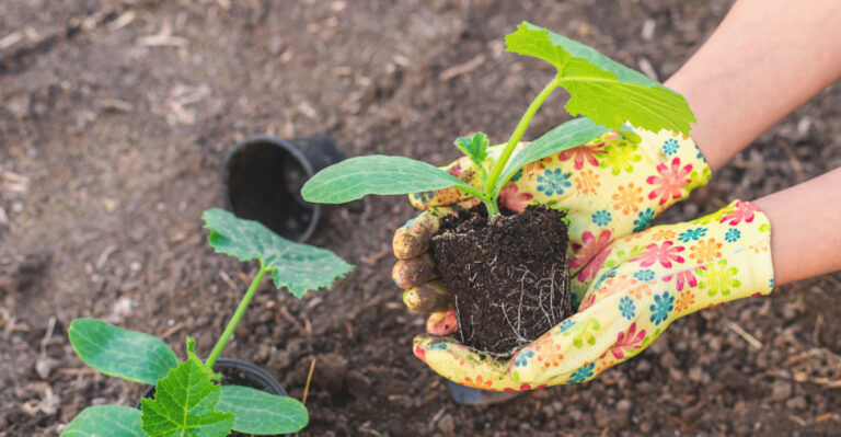 What To Plant In Central Texas Before April Starts