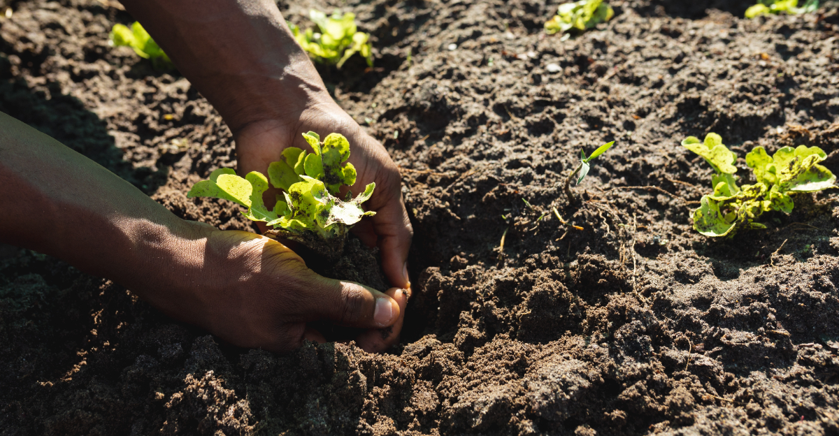 lettuce planting