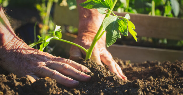 What To Plant In North Florida Gardens In March