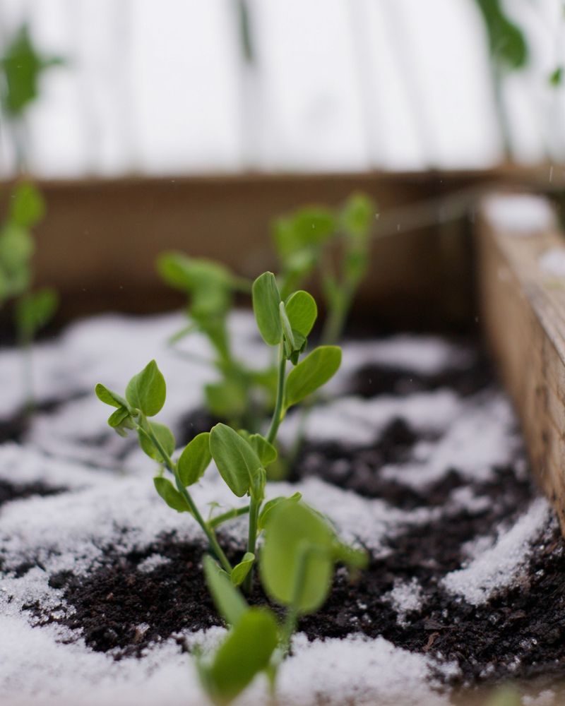 Peas Love A Cool Start