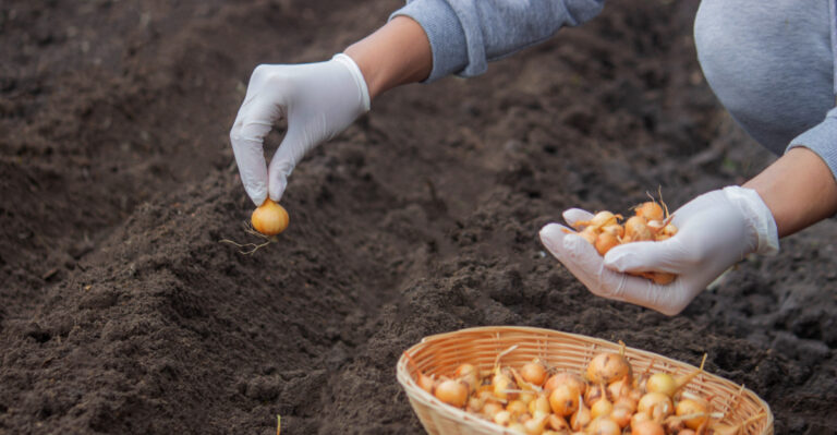 planting onions