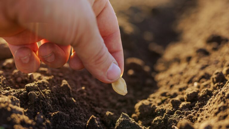 What To Seed In March In Arizona For A Strong Spring Garden