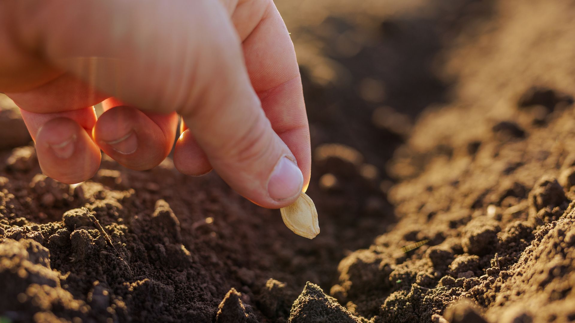 What To Seed In March In Arizona For A Strong Spring Garden