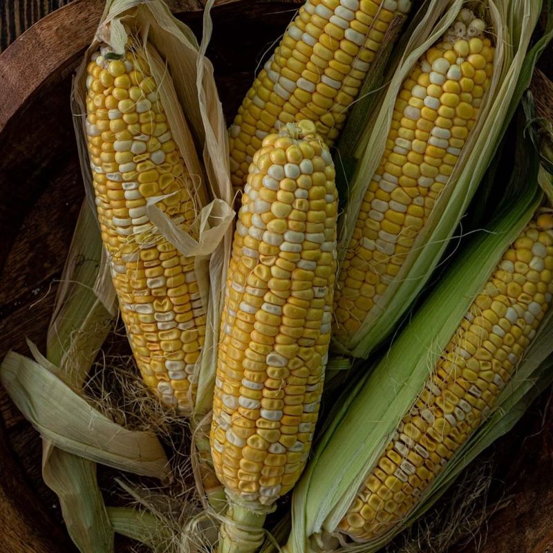 Sweet Corn Seeds With Tall, Golden Stalks