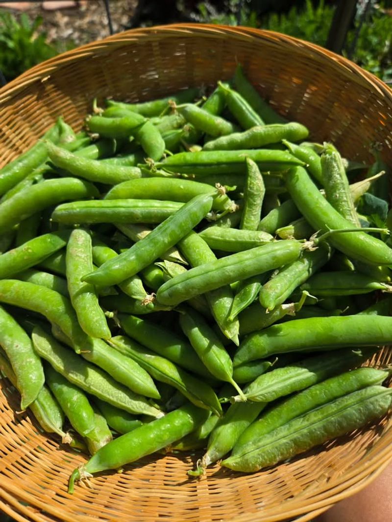 Peas With Their Sweet Garden Charm