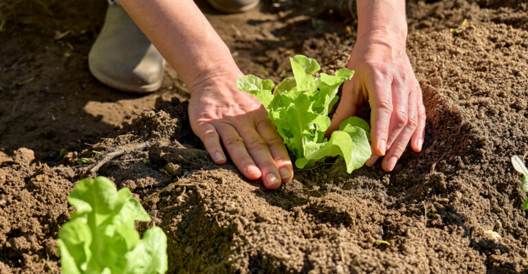What To Seed In March In Georgia For A Strong Spring Garden