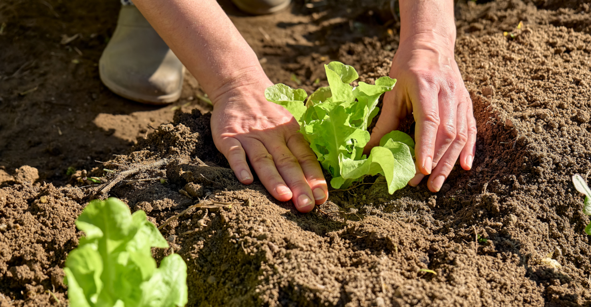 What To Seed In March In Georgia For A Strong Spring Garden