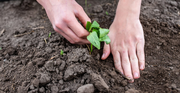 planting a seedling