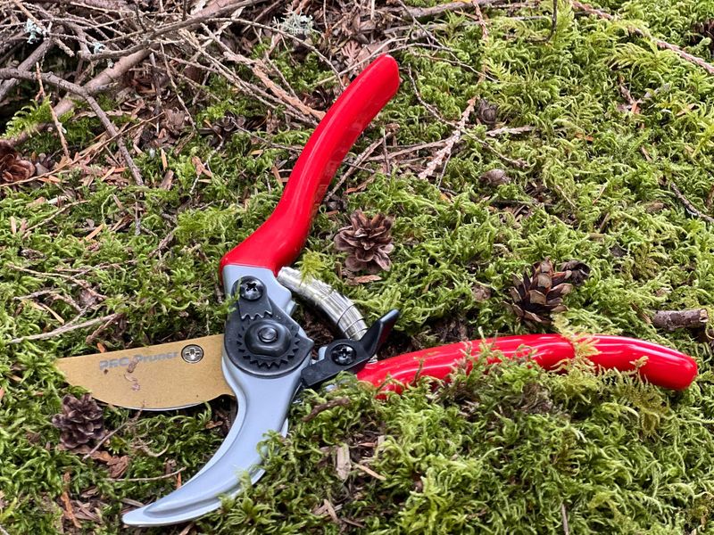 What Pruning Is Meant To Do For Plants