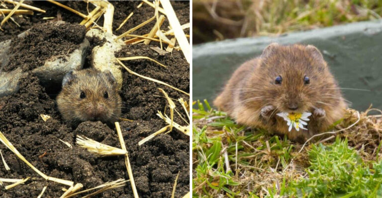 What Voles Really Do To Michigan Plants After Snow Melt