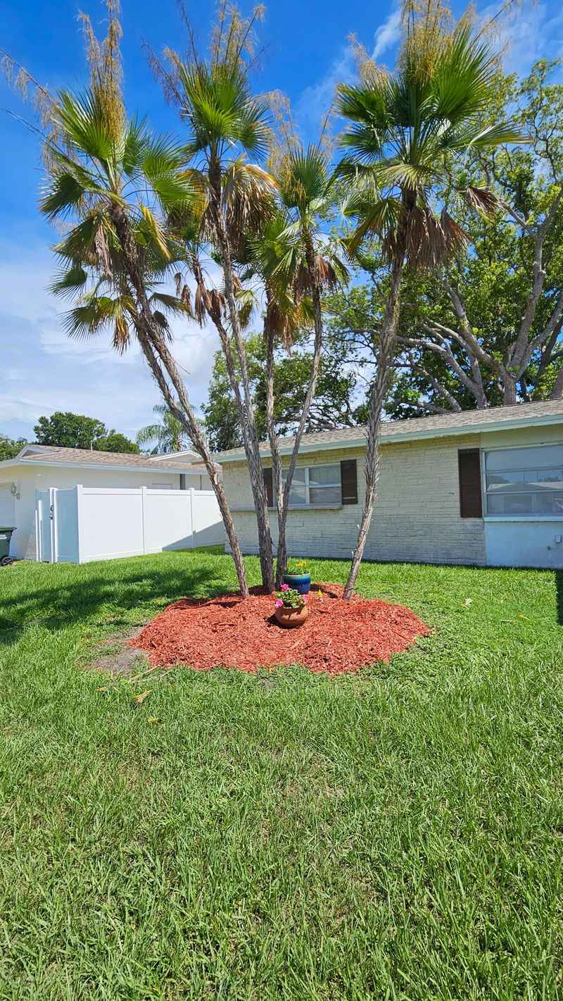 Common Palm Planting Mistakes Florida Gardeners Should Avoid