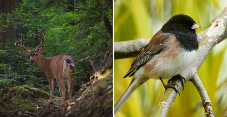 What Wildlife Is Up To In Oregon Gardens During March
