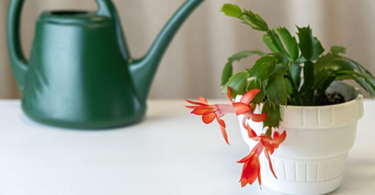 What Your Christmas Cactus Needs In April In California For More Flowers Next Season