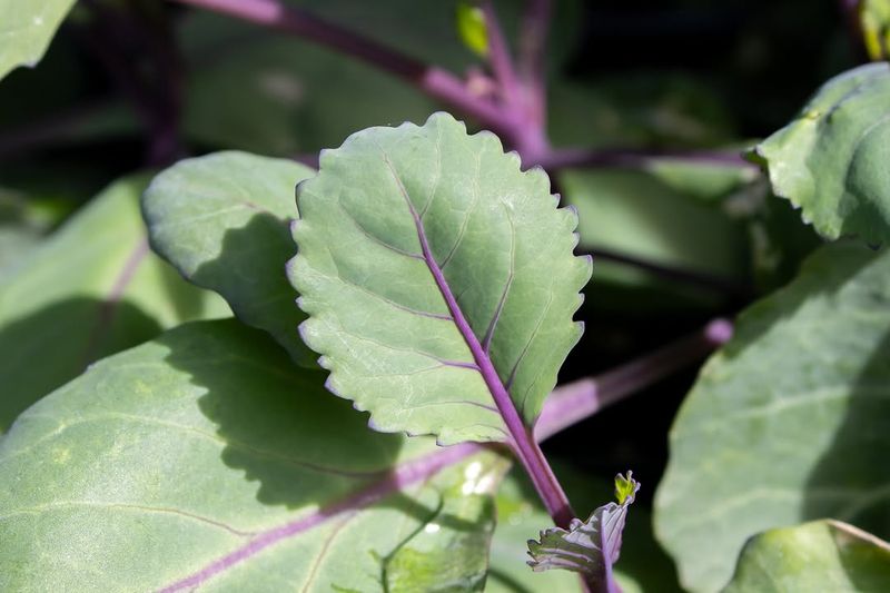Warm Season Vegetables Are Finally Growing Fast