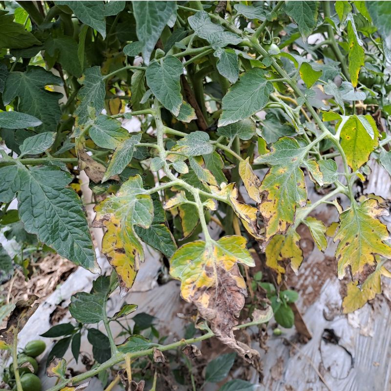 Frost-Damaged Leaves May Turn Brown Or Black