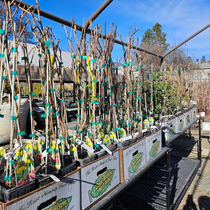 Bare-Root Fruit Trees And Berry Canes Are Flying Off Shelves