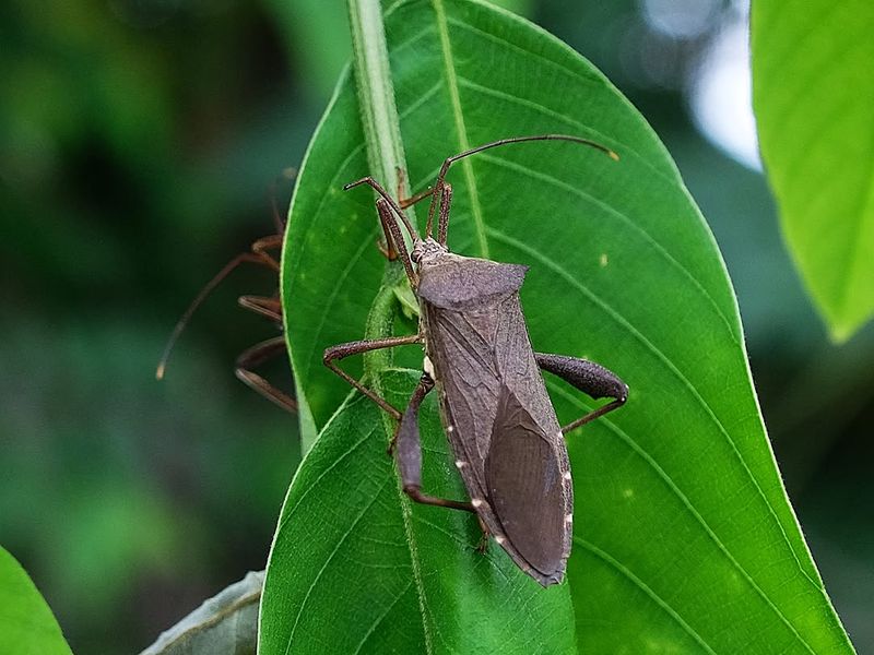 Leaf-Footed Bug