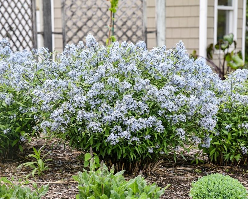 Different Bluestar Varieties To Try For Your Garden