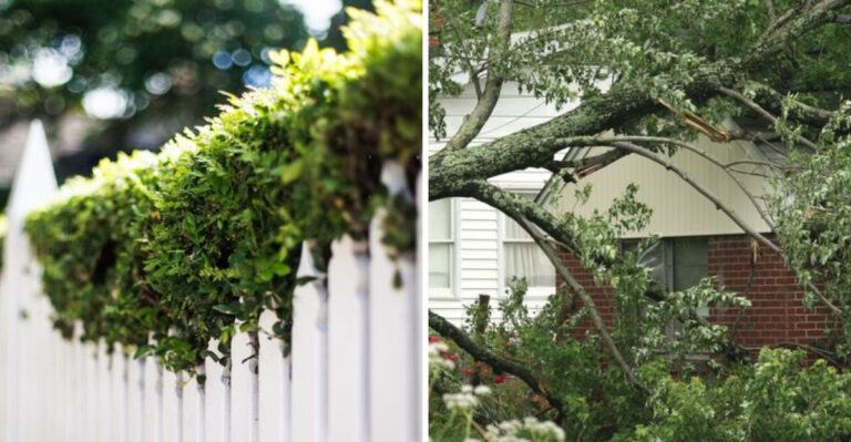 When Can You Legally Trim A Neighbor’s Shrubs In New York?