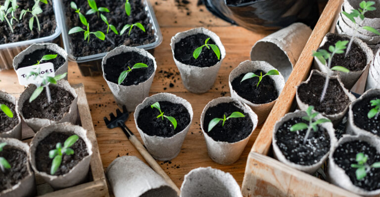 starting tomatoes and peppers