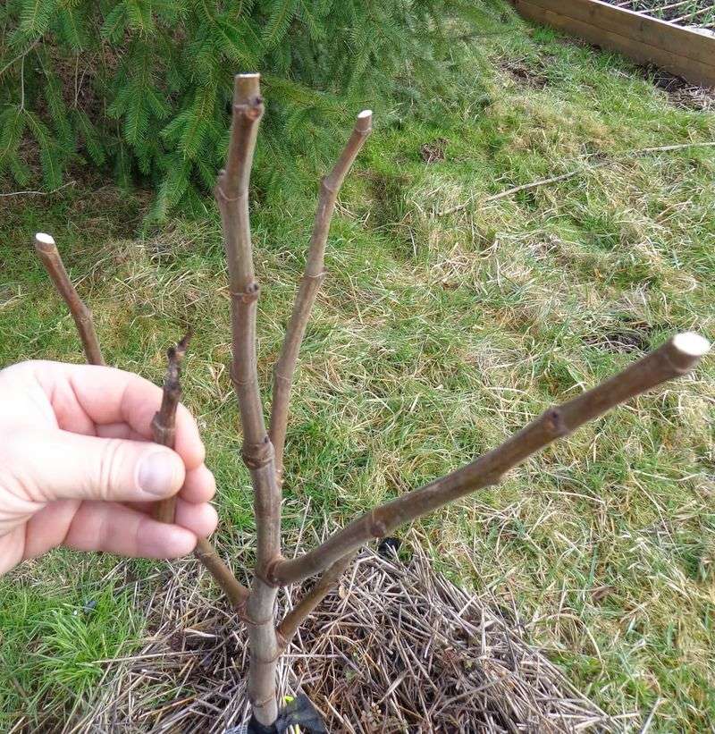 Why Late Winter Pruning Works Best Before Spring?