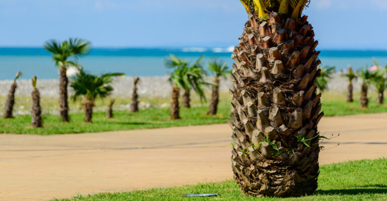 When Florida Gardeners Should Plant Palms