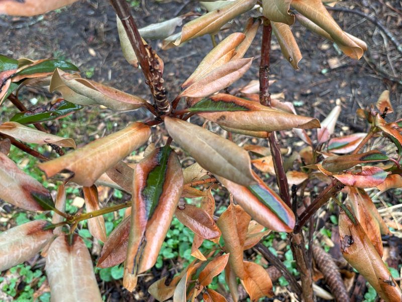 Winter Burn And Cold Damage