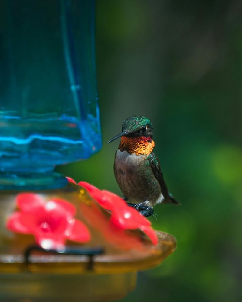 Backyard Feeders Become Busy Hummingbird Stops