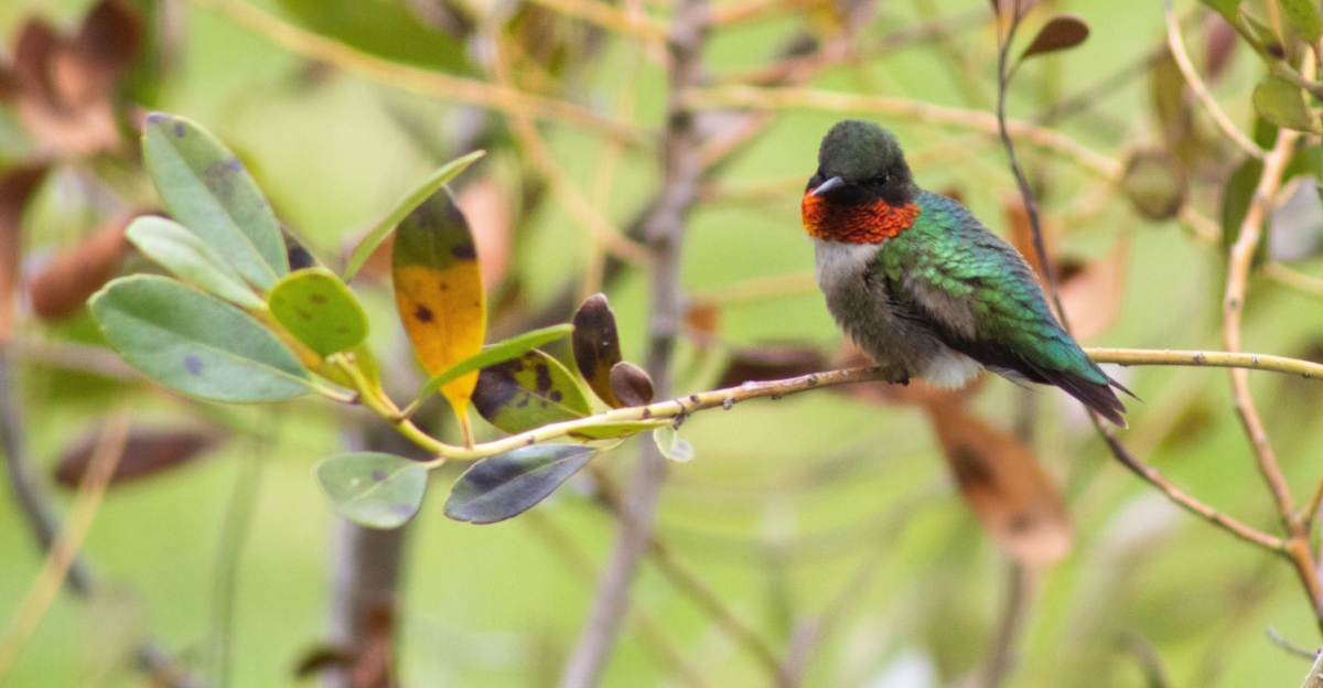 hummingbird on a branch