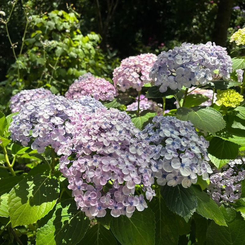 Hydrangea Bloom Times Depend On Variety