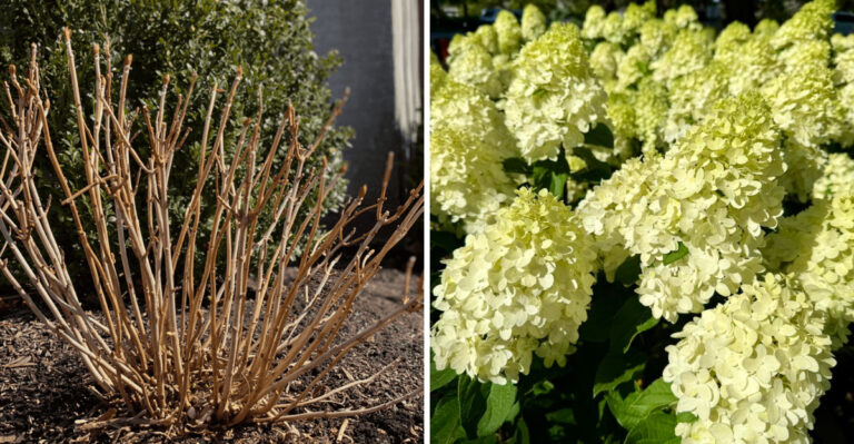 When Hydrangeas Bloom In Michigan And How To Get Bigger, Better Flowers