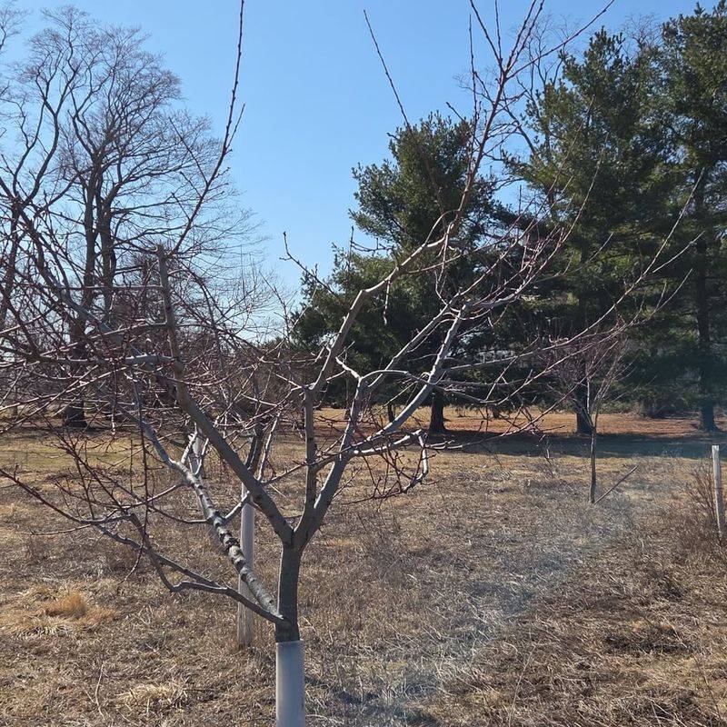 Why Late Winter Pruning Works Best Before Spring?