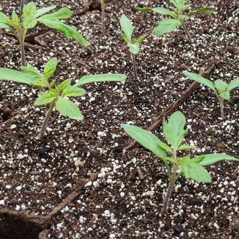 Tomatoes Need Warm Soil To Grow Well