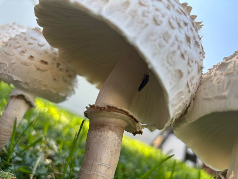 Are Lawn Mushrooms Harmful To Grass